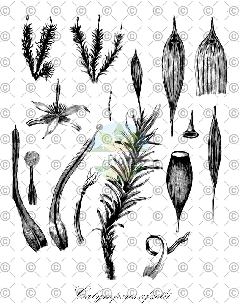 HistAbb_wfo-0001177965_1_ENZY_Simple | Historische Abbildung von Calymperes afzelii - Calymperaceae | Historical Illustration of Calymperes afzelii - Calymperaceae