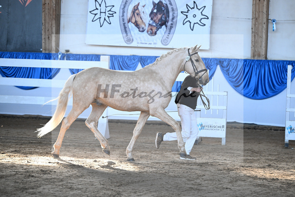 Kat-Nr. 3 Teneree Terrapaz v. Miura de Cais_Landfried_9260060 | hf-fotografie - Realisiert mit Pictrs.com