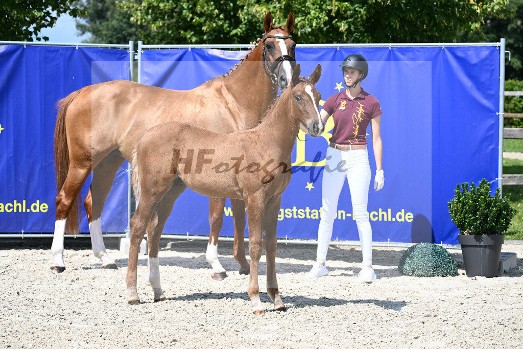 Vigaro x Starlight_HF_Weber_29240328 | hf-fotografie - Realisiert mit Pictrs.com