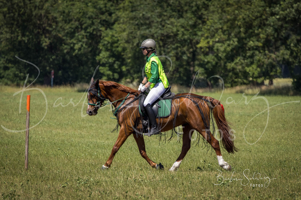 CJP_2026-06-26_04 | Stimmungsvolle Fotografie von Pferden, fotografische Begleitung von Veranstaltungen, Golfturnieren und Distanzritten - Realisiert mit Pictrs.com