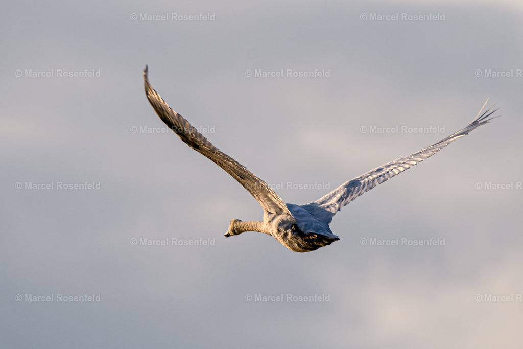 _DSC1384 | foto-rosenfeld