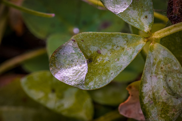 Wassertropfen auf einem Kleeblatt | Professionelle Natur- & Landschaftsfotos als Poster, auf Leinwand & viele mehr. Wähle aus einer Vielzahl an Formaten & Materialien Dein perfektes Bild. - Realisiert mit Pictrs.com