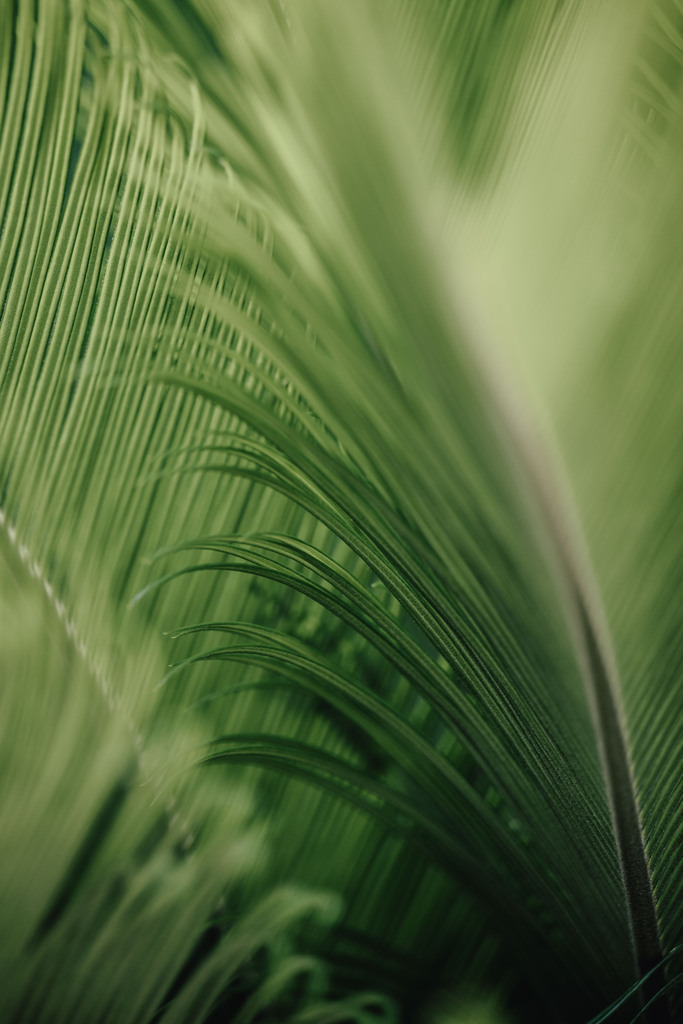 Teneriffa_by Leevke Draack_8 | Du suchst natürliche und atmosphärische Prints oder Leinwanddrucke? In diesem Shop gibt es alles, nur kein Mainstream. - Realisiert mit Pictrs.com