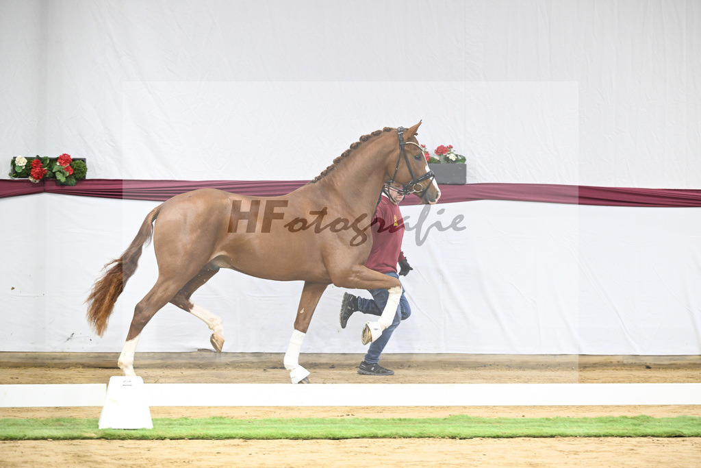 Kat-Nr. 140 Juwel x Vitalis_BG Westhoff u Rothenberger_47253128 | hf-fotografie - Realisiert mit Pictrs.com