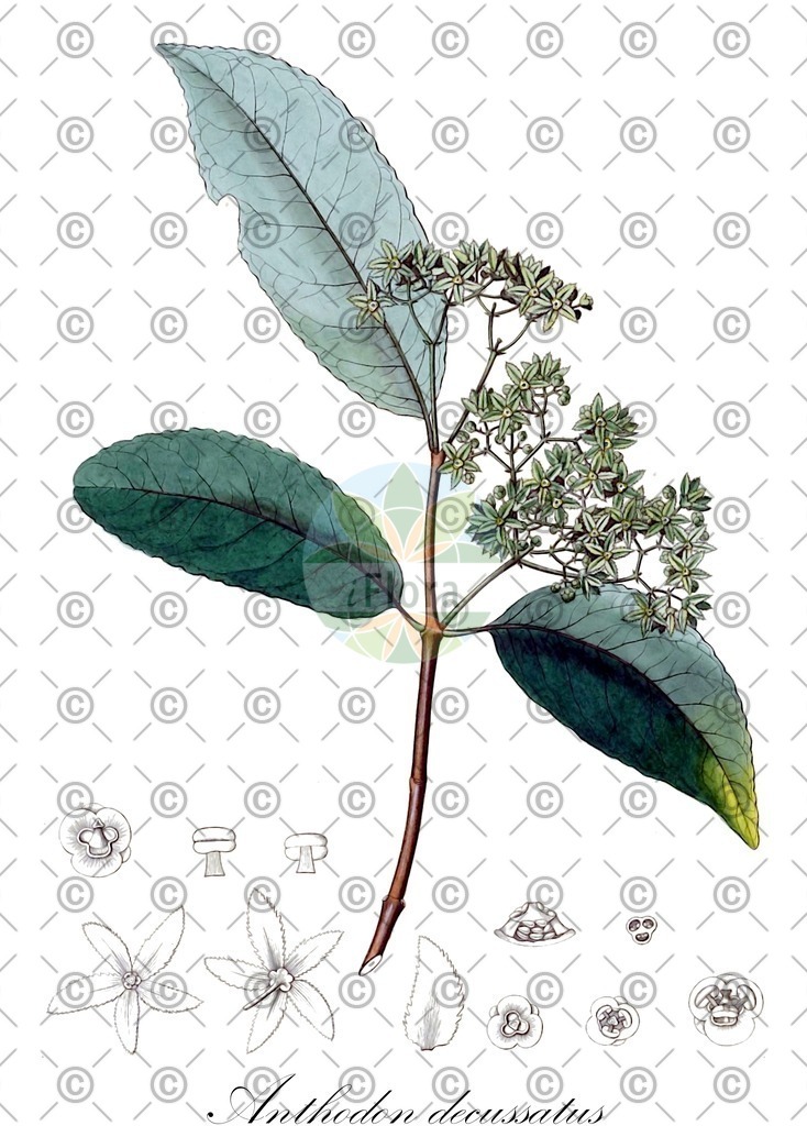 HistAbb_wfo-0000538531_2_ENZY_Simple | Historische Abbildung von Anthodon decussatus - Celastraceae | Historical Illustration of Anthodon decussatus - Celastraceae