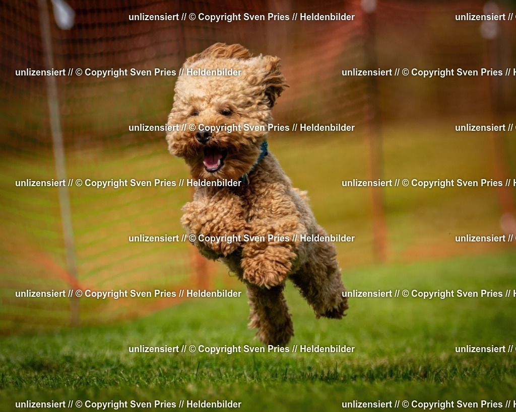 Sven Pries | 2024-09-22 - Hunderennen Baden-BadenPudelverein - Realisiert mit Pictrs.com