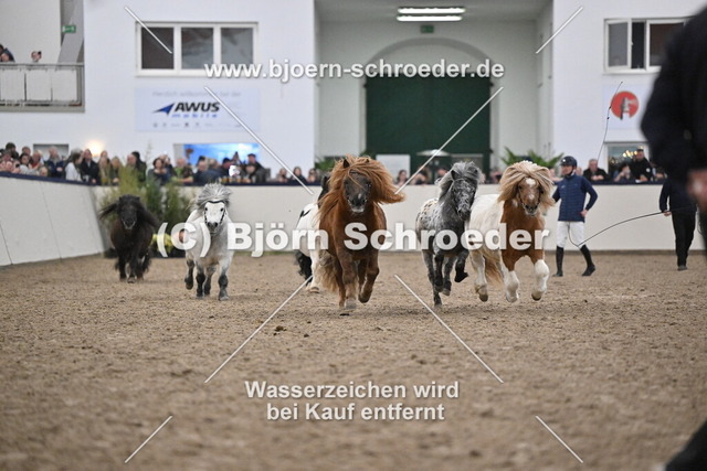 Shetlandponyhengste_974_5572 | Björn Schroeder Pferdefotografie