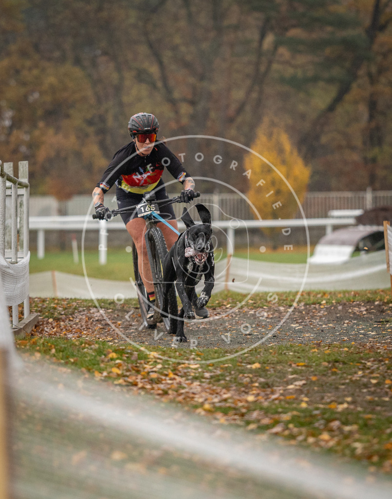 CaniXpix_DV3A7688 | Hundefotografie, Tierfotograf, Pfotenfotografie, Fotoshooting Hund, Hunde Portrait, Hundesport, Hundeportraits, Heideshooting, Hunde, Sportfotograf, Hundefotograf, Turnierhundsport, THS,  - Realisiert mit Pictrs.com