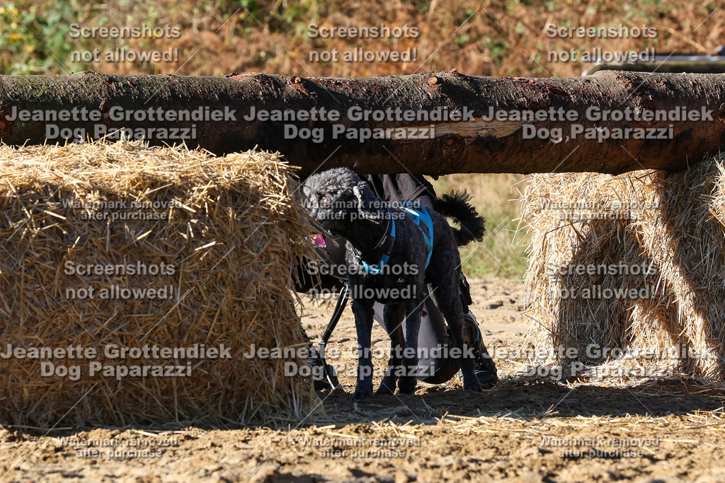 Dog Paparazzi - Strongdog 10-25-1708 | Dog Paparazzi Jeanette Grottendiek Fotografie & Videografie - Realisiert mit Pictrs.com