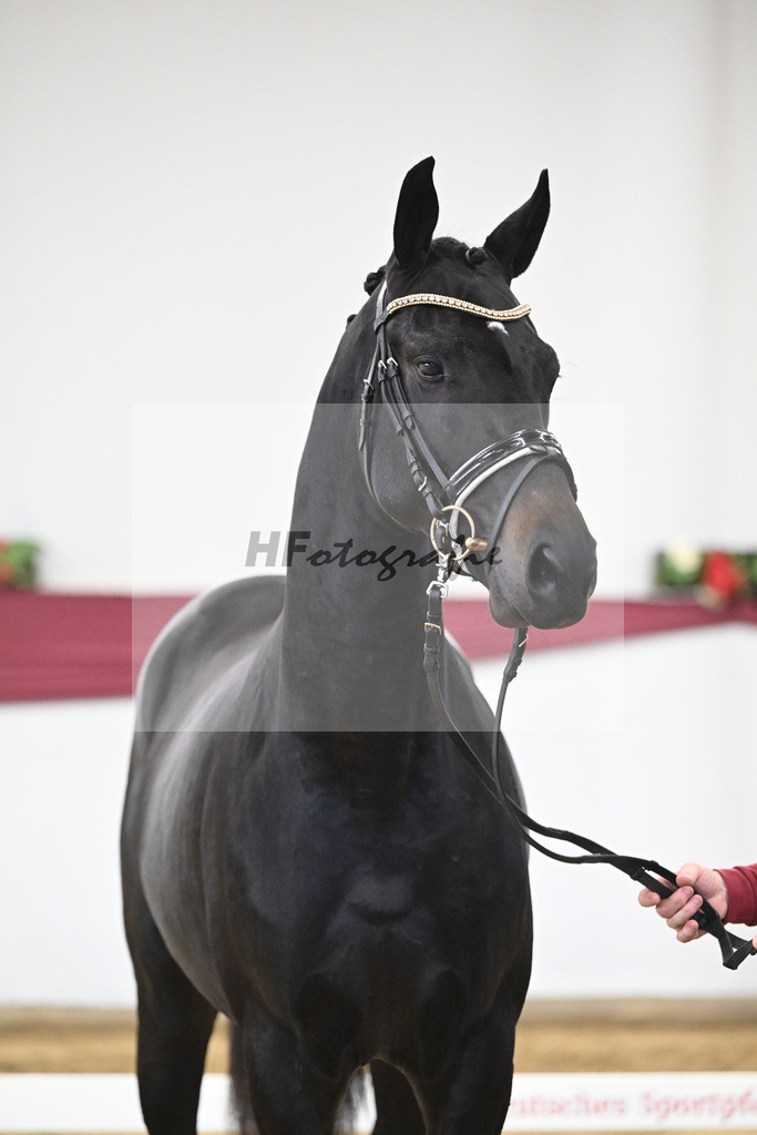 Kat-Nr. 23 Va Pensiero x De Niro_Christiane Schindele_47250710 | hf-fotografie - Realisiert mit Pictrs.com