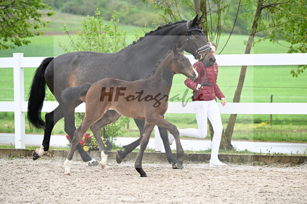 Kat-Nr. 45 SF Chaccothage Blue PS x Concetto_Lang-Wengert_23261563 | hf-fotografie - Realisiert mit Pictrs.com
