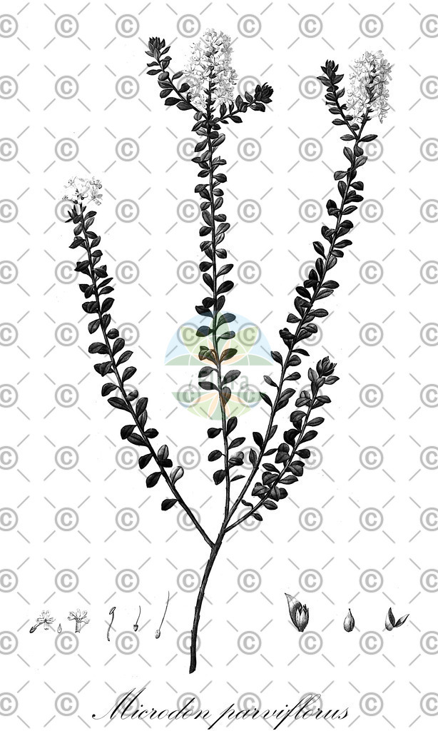 HistAbb_7PJ7L_2_ENZY_Simple | Historische Abbildung von Microdon parviflorus - Scrophulariaceae | Historical Illustration of Microdon parviflorus - Scrophulariaceae