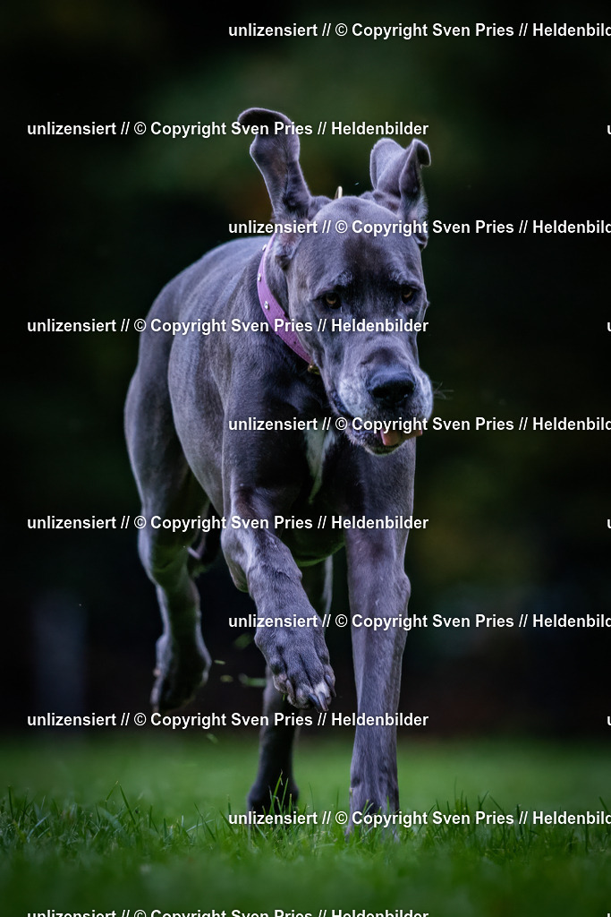 Sven Pries | 2024-10-19 - Hunderennen Ober-Grombach - Realisiert mit Pictrs.com