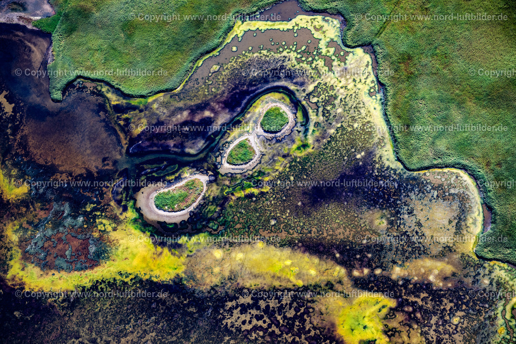 Sylt_Rantum_Rantumbecken_Salzwiesen_ELS_9659130825 | SYLT 13.08.2025 Grasflächen- Strukturen einer Feld- und Wiesen- Landschaft " Rantumbecken " in Sylt Nordsee - Insel im Bundesland Schleswig-Holstein, Deutschland. // Grass area structures of a salt marsh landscape " Rantumbecken " in Sylt North Sea Island in the state Schleswig-Holstein, Germany. Foto: Martin Elsen