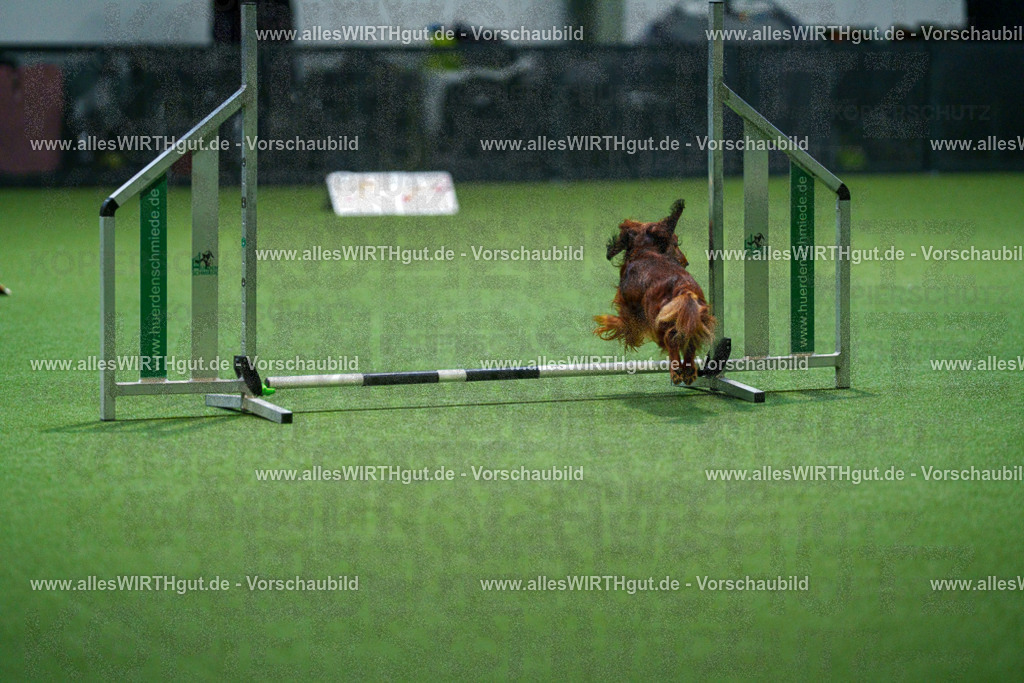 7R503638 | Professionelle Tierfotografie in Mönchengladbach von Daniel Wirth (allesWIRTHgut). Liebevolle & natürliche Bilder von Hunden & Katzen für unvergessliche Erinnerungen.