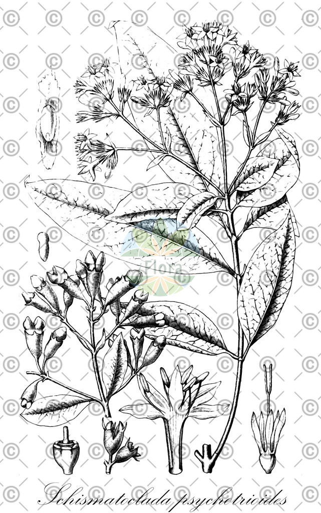 HistAbb_EMP_141786_1_FloraD_Simple | Historische Abbildung von Schismatoclada psychotrioides - Rubiaceae | Historical Illustration of Schismatoclada psychotrioides - Rubiaceae