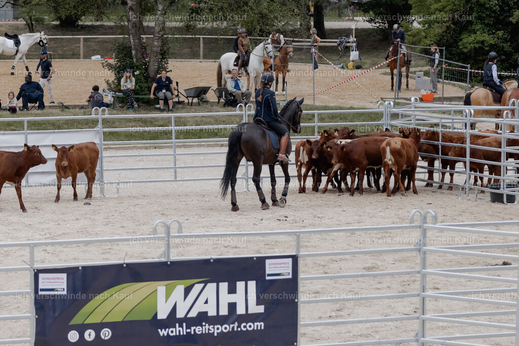 WE__Stoib_Rinder_PI2025_2990 | Pferd International München 2025