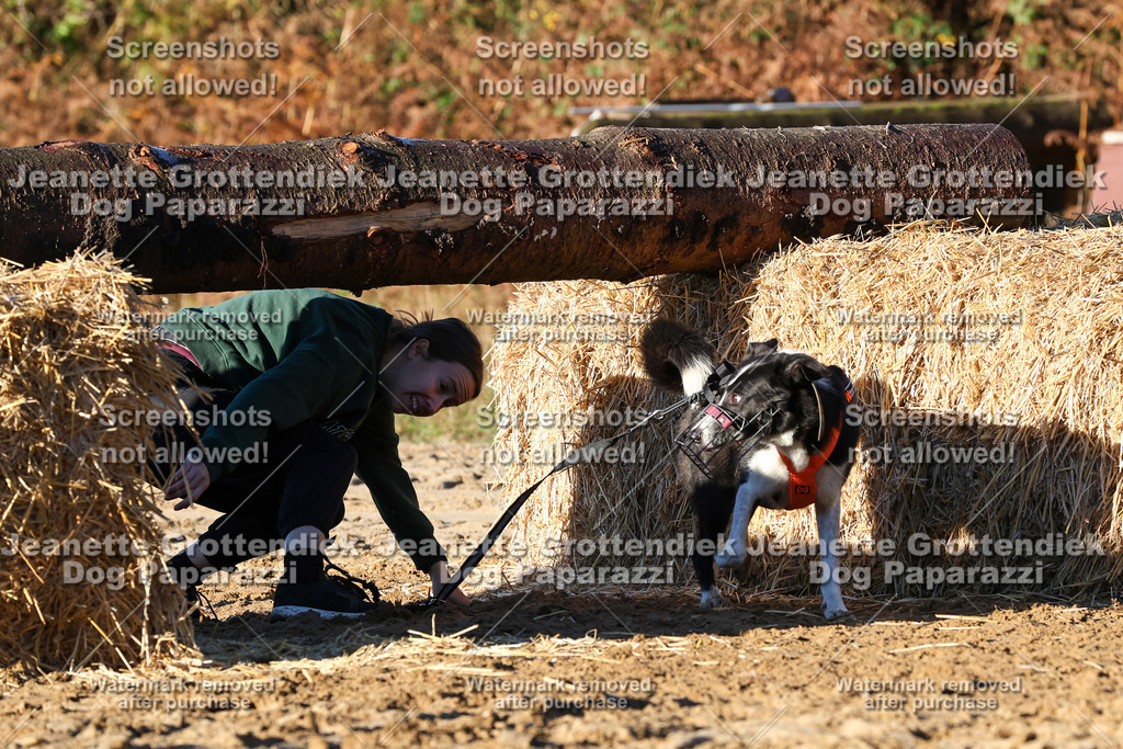 Dog Paparazzi - Strongdog 10-25-1134 | Dog Paparazzi Jeanette Grottendiek Fotografie & Videografie - Realisiert mit Pictrs.com