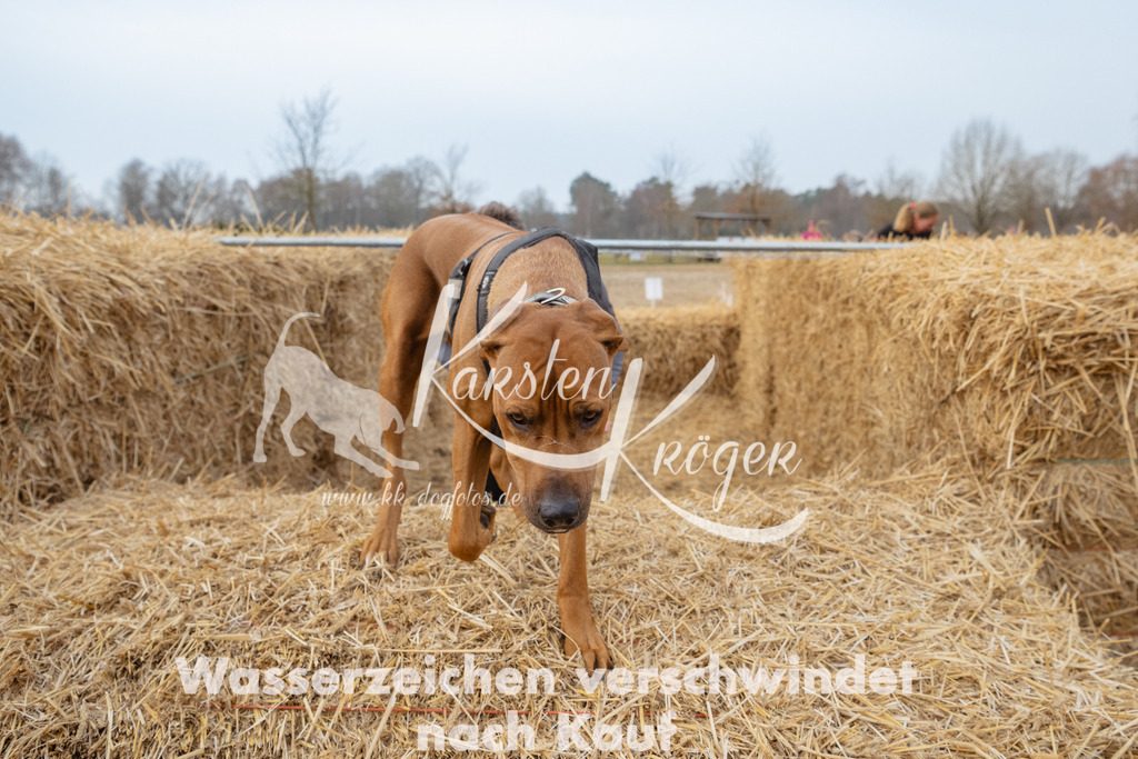 0840_ZZ94199 | kk-dogfotos