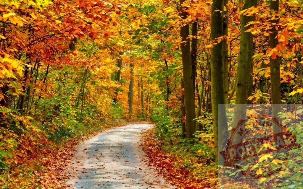 Forest path winding through vibrant autumn trees | Forest path winding through fall foliage with colorful autumn leaves on the ground - Realized with Pictrs.com