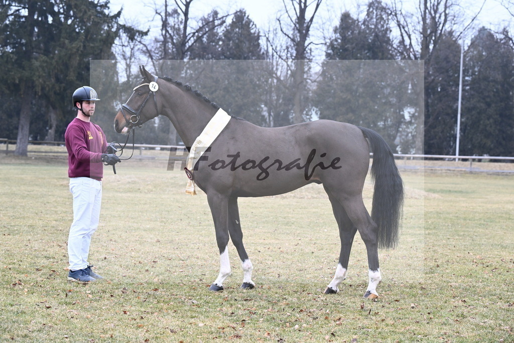 Kat.-Nr. 14 v. Cornet_s Balou (Balou du Reventon Z)_Keitel und Laue_3265802 | hf-fotografie - Realisiert mit Pictrs.com