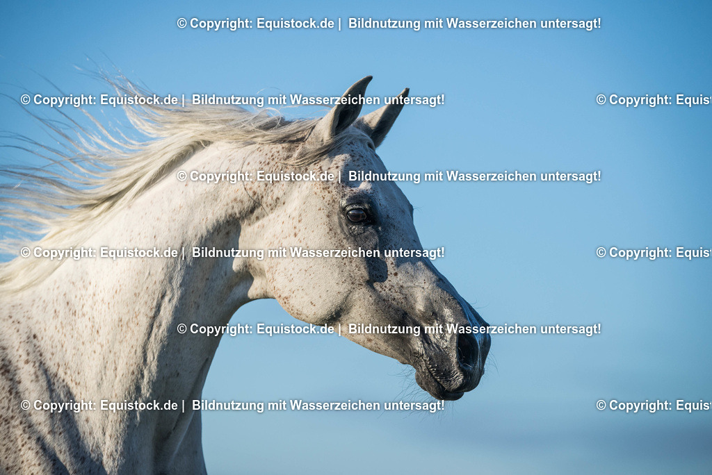 TS_20170716_Araber_blauer_Himmel_0001 | Foto: Thomas Hartig