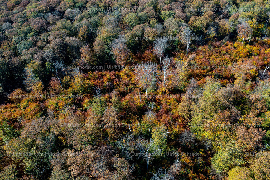 10049-51506 - Herbst im Huy bei Halberstadt | Stockfoto und Bilderpool mit Bildmaterial aus Deutschland, dem Harz, Halberstadt, Quedlinburg, Wernigerode und weltweit. Qualitativ hochwertige und professionelle Fotos anschauen und kaufen. - Realisiert mit Pictrs.com