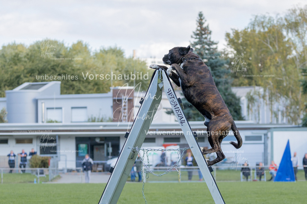 _16A5702 | Einzigartige Fotos von Hunden & Menschen –Actionfotos, Portraits, Vereinsaufnahmen & Paarshootings – authentisch, lebendig & mit Herz.