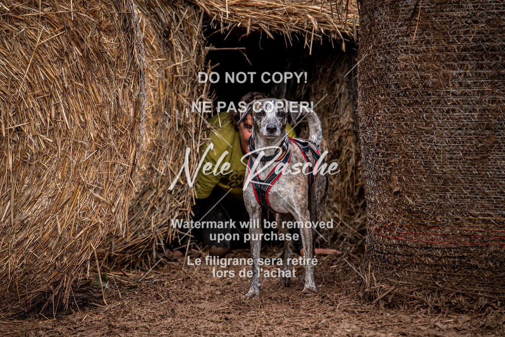 nelerasche_Hunsrück_So09-11_282 | nelerasche