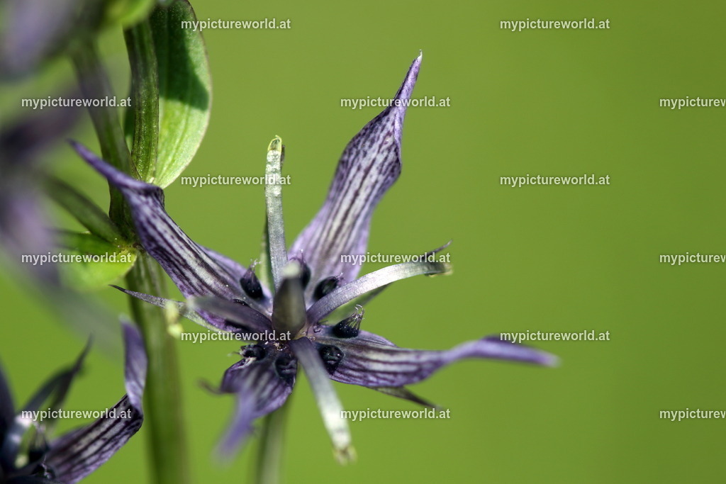 Sumpfenzian-012 | Das Bilderarchiv über Tiere, Planzen und Landschaften. In der Bilddatenbank finden Sie ein große Auswahl an hochwertigen Bilder für Ihre Werbung - Realized with Pictrs.com