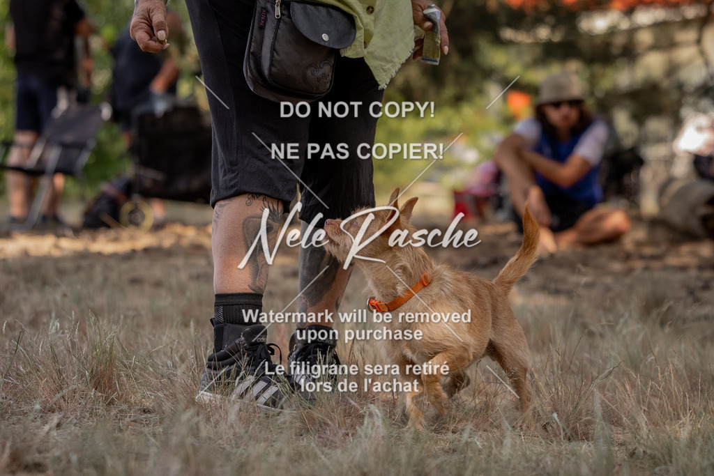 nelerasche_soDD2_32 | nelerasche