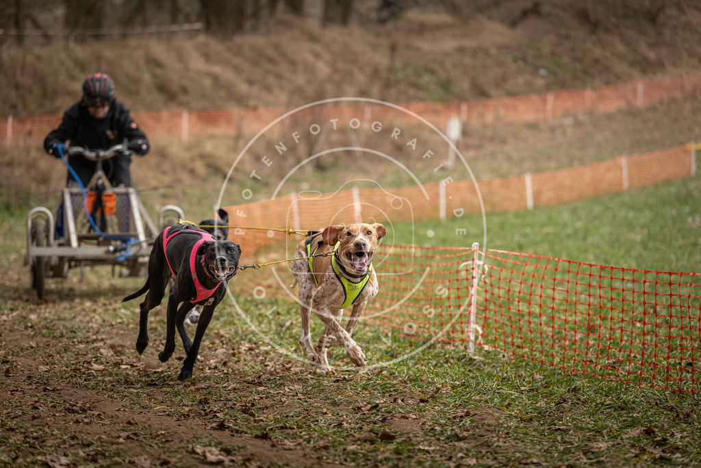 Pfotenfotografie_DV3A8276 | Hundefotografie, Tierfotograf, Pfotenfotografie, Fotoshooting Hund, Hunde Portrait, Hundesport, Hundeportraits, Heideshooting, Hunde, Sportfotograf, Hundefotograf, Turnierhundsport, THS,  - Realisiert mit Pictrs.com