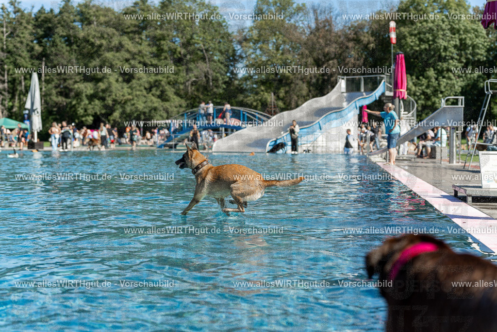 Hundeschwimmen_Volksbad_2026-allesWIRTHgut_Tierfotografie-2609061130-104004-7R509668 | Professionelle Tierfotografie in Mönchengladbach von Daniel Wirth (allesWIRTHgut). Liebevolle & natürliche Bilder von Hunden & Katzen für unvergessliche Erinnerungen.
