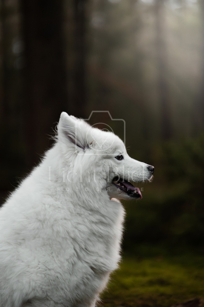 _7M34314-Verbessert-RR 2 | <licht-blick-fotografie><shooting><portraitshooting><tiershooting><landschaftsbilder><shootingbuchen><buchen><fotografbremen> <fotograf niedersachsen><fotografin Bremen und niedersachsen><carshooting><automobilfotografie><auto> - Realisiert mit Pictrs.com