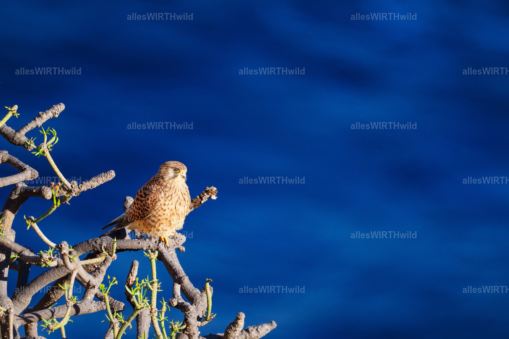 allesWIRTHgut Tierfotografie - allesWIRTHgut.de - 7IV07075 | Entdecke die faszinierende Welt der Natur- und Wildlife-Fotografie von Daniel und Bärbel. Inspirierende Bilder von wilden Tieren und kleinen Naturwundern.