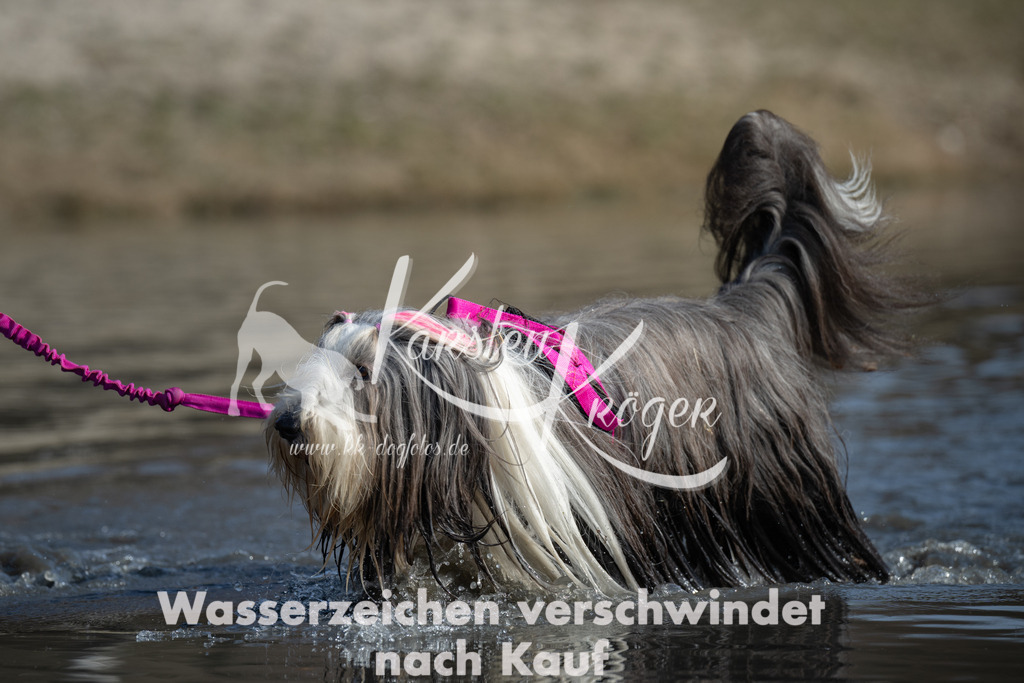 1329_ZZ96479 | kk-dogfotos