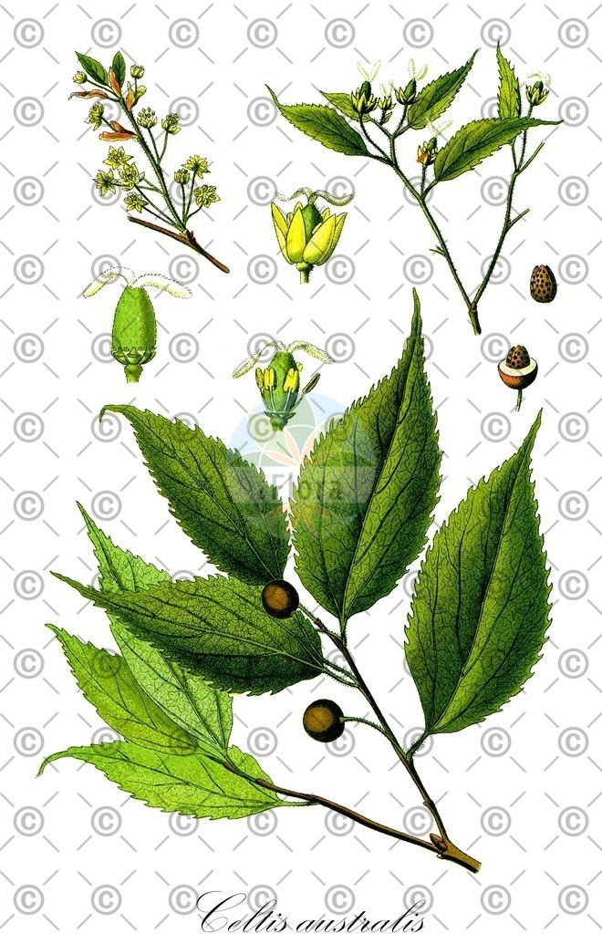 HistAbb_wfo-0000593825_1_ENZY_Simple | Historische Abbildung von Celtis australis - Cannabaceae (Südlicher Zürgelbaum) | Historical Illustration of Celtis australis - Cannabaceae