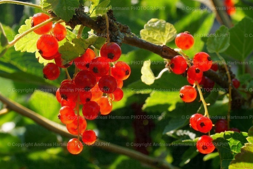 Rote Johannisbeeren | Rote Johannisbeeren - Realisiert mit Pictrs.com