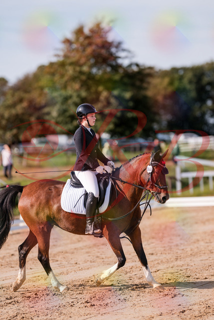 2026_10_03_Siefer-Hof_115436_Z81_93951537 | Professionelle Reitsport-, Turnier- und Eventfotografie von Robert Broda. Galerien mit ausgewählten und bearbeiteten Bildern direkt online ansehen und bestellen.