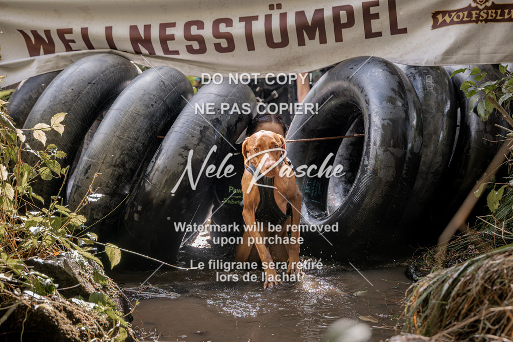 nelerasche_Hunsrück2026_Sa1400-1500_378 | nelerasche