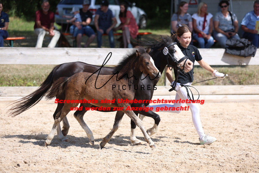 Fohlenschau_Schwäbisch_Hall_Ponys_KN 49_6 | lmwpictures - Realisiert mit Pictrs.com