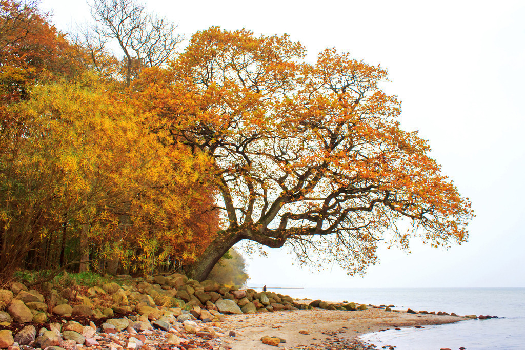 Wandbild: Strand in Ohrfeldhaff im Herbst | Dieses Wandbild im Querformat zeigt einen herbstlichen Baum am Strand in Ohrfeldhaff. Die Zweige des Baums ragen über den Sandstrand.  - Realisiert mit Pictrs.com