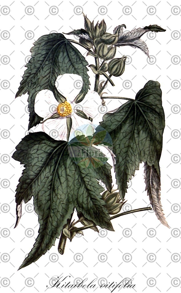 HistAbb_wfo-0000357833_1_ENZY_Simple | Historische Abbildung von Kitaibela vitifolia - Malvaceae | Historical Illustration of Kitaibela vitifolia - Malvaceae