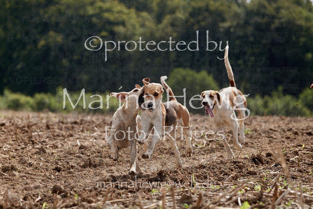 _MCH8016_Marina Hewig | Fotografie, FotoArt, PferdesportArt, Pferdesportfotografie, Landschaftsfotografie, Reisefotografie, Reise, Pferde - Realisiert mit Pictrs.com