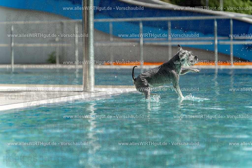 Hundeschwimmen_Volksbad_2026-allesWIRTHgut_Tierfotografie-2609061520-7R501459 | Professionelle Tierfotografie in Mönchengladbach von Daniel Wirth (allesWIRTHgut). Liebevolle & natürliche Bilder von Hunden & Katzen für unvergessliche Erinnerungen.