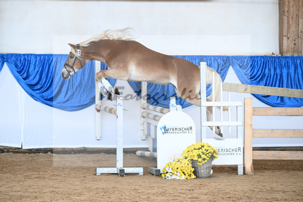 Kat-Nr. 13 Wolverine v. Westwind_Lechner_48250287 | hf-fotografie - Realisiert mit Pictrs.com