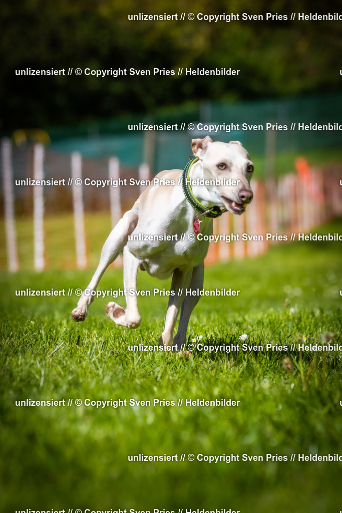 Hunderennen_April_2026_784 | 2026-04-26 - Hunderennen Baden-Oos April 2026 - Realisiert mit Pictrs.com