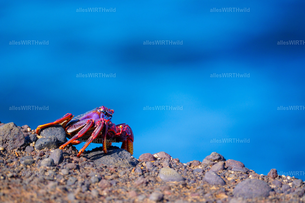 allesWIRTHgut Tierfotografie - allesWIRTHgut.de - 7IV00582 | Entdecke die faszinierende Welt der Natur- und Wildlife-Fotografie von Daniel und Bärbel. Inspirierende Bilder von wilden Tieren und kleinen Naturwundern.