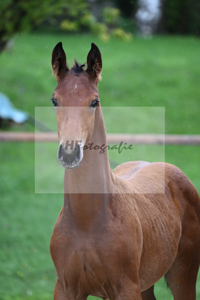 Kat-Nr. 7 SF DSP Va Bene_Hirschberger_25230107 | hf-fotografie - Realizzato con Pictrs.com