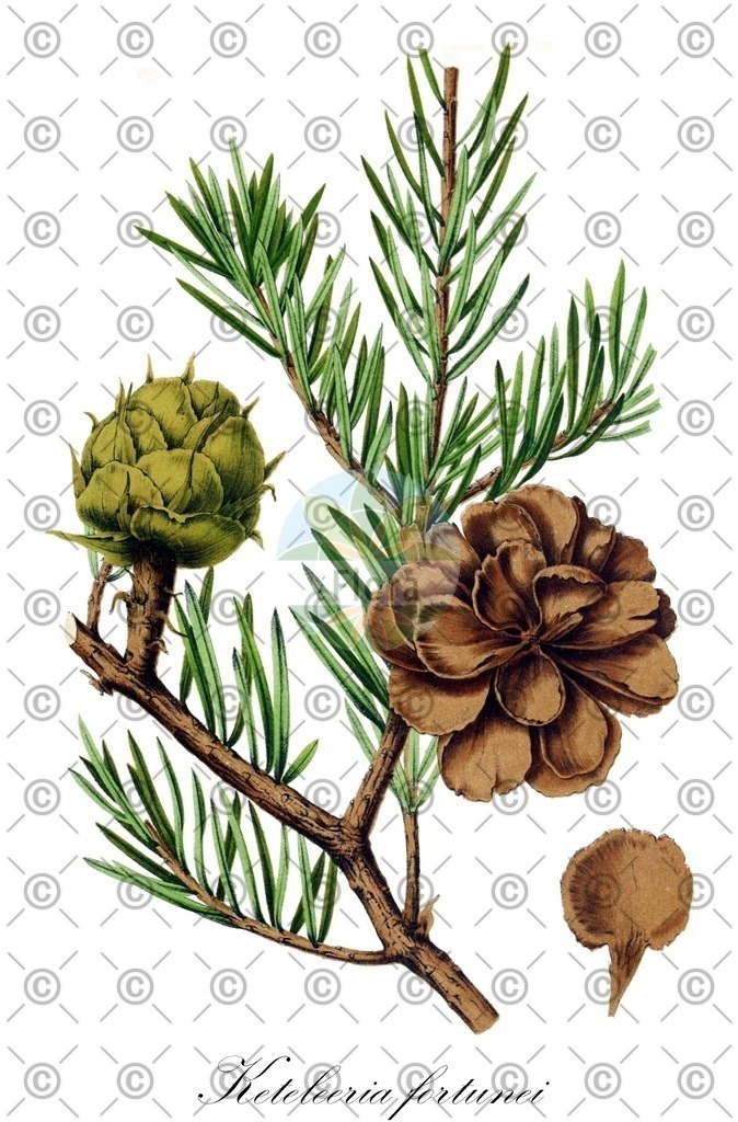HistAbb_wfo-0000356989_1_ENZY_Simple | Historische Abbildung von Keteleeria fortunei - Pinaceae | Historical Illustration of Keteleeria fortunei - Pinaceae